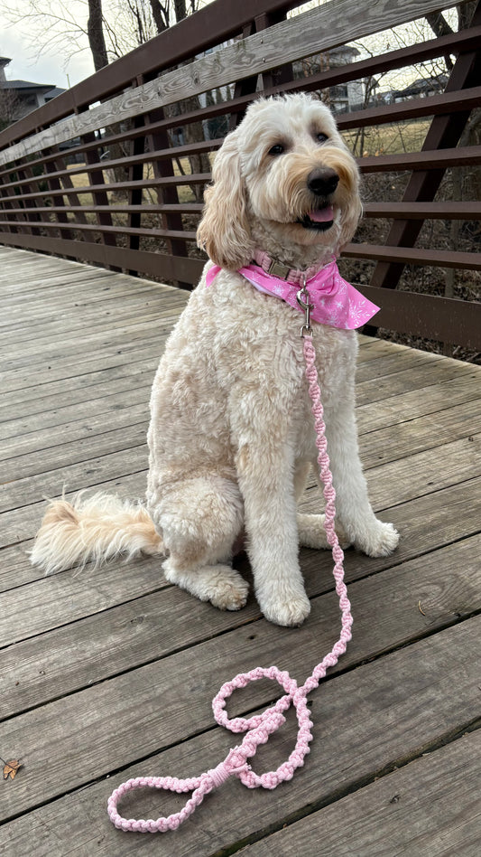 An Everyday Collar- Rugged Style Set