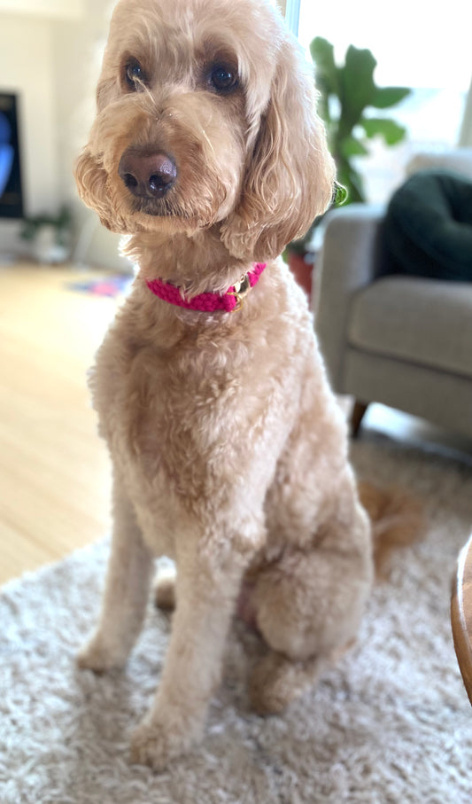 A Everyday Collar