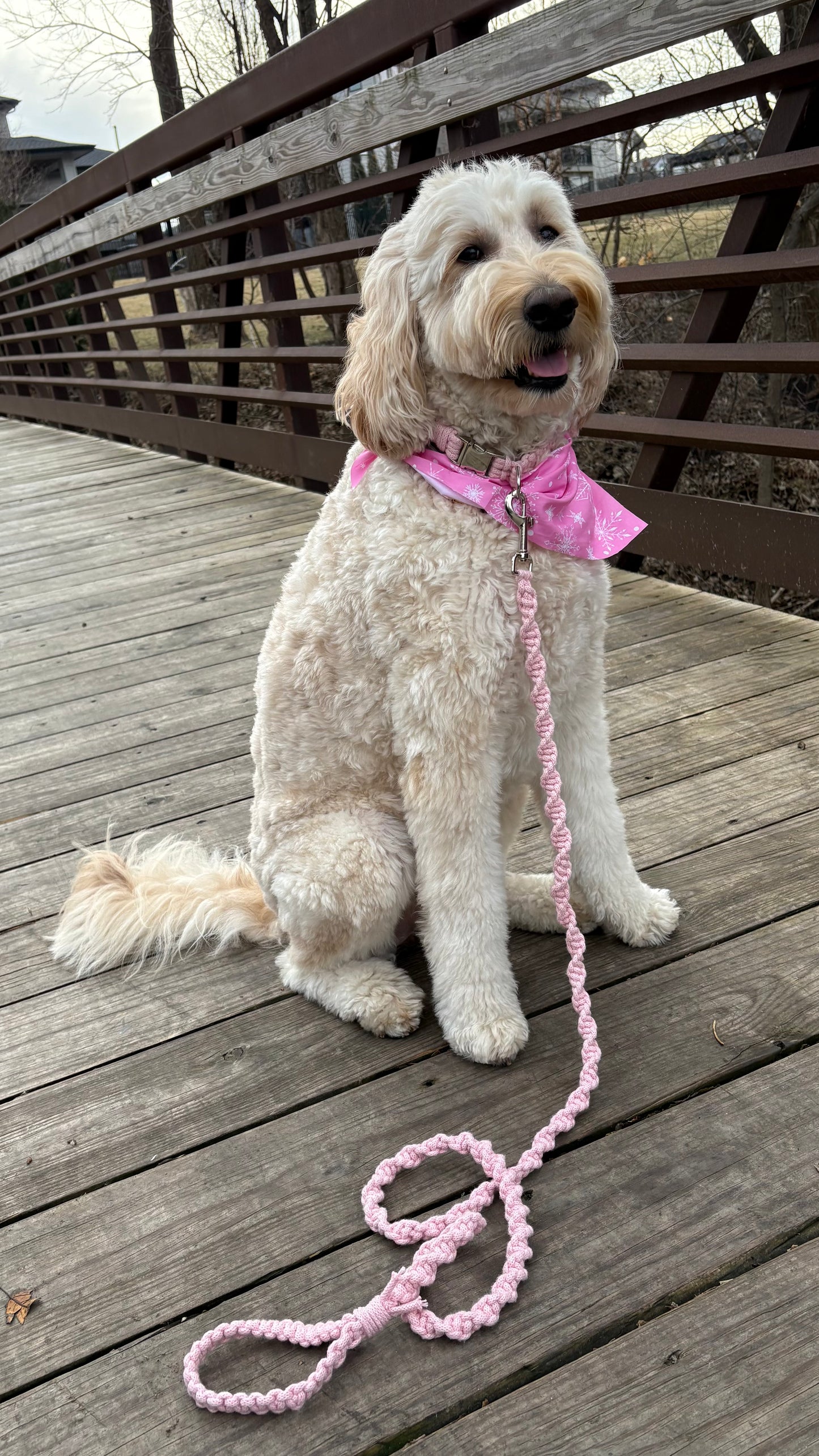 Everyday Collar Set