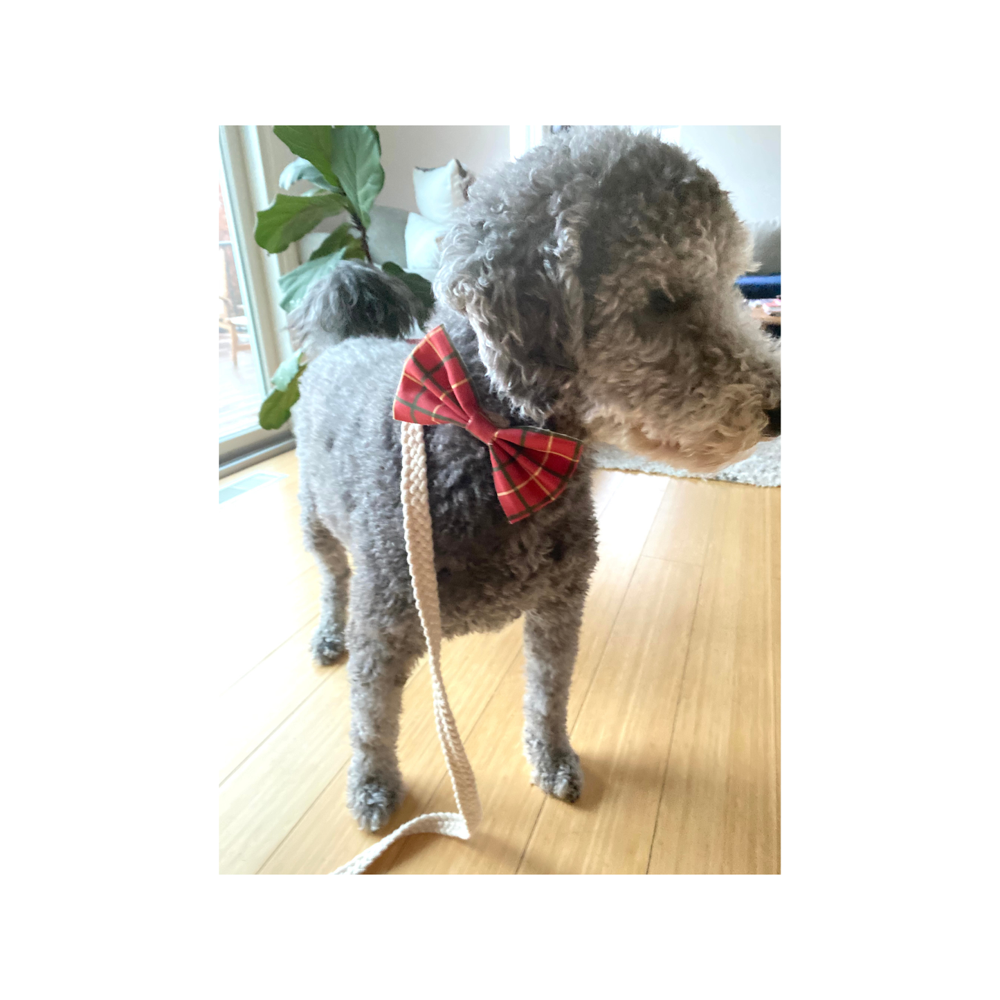 Classic Holiday Collar/Leash + Bow