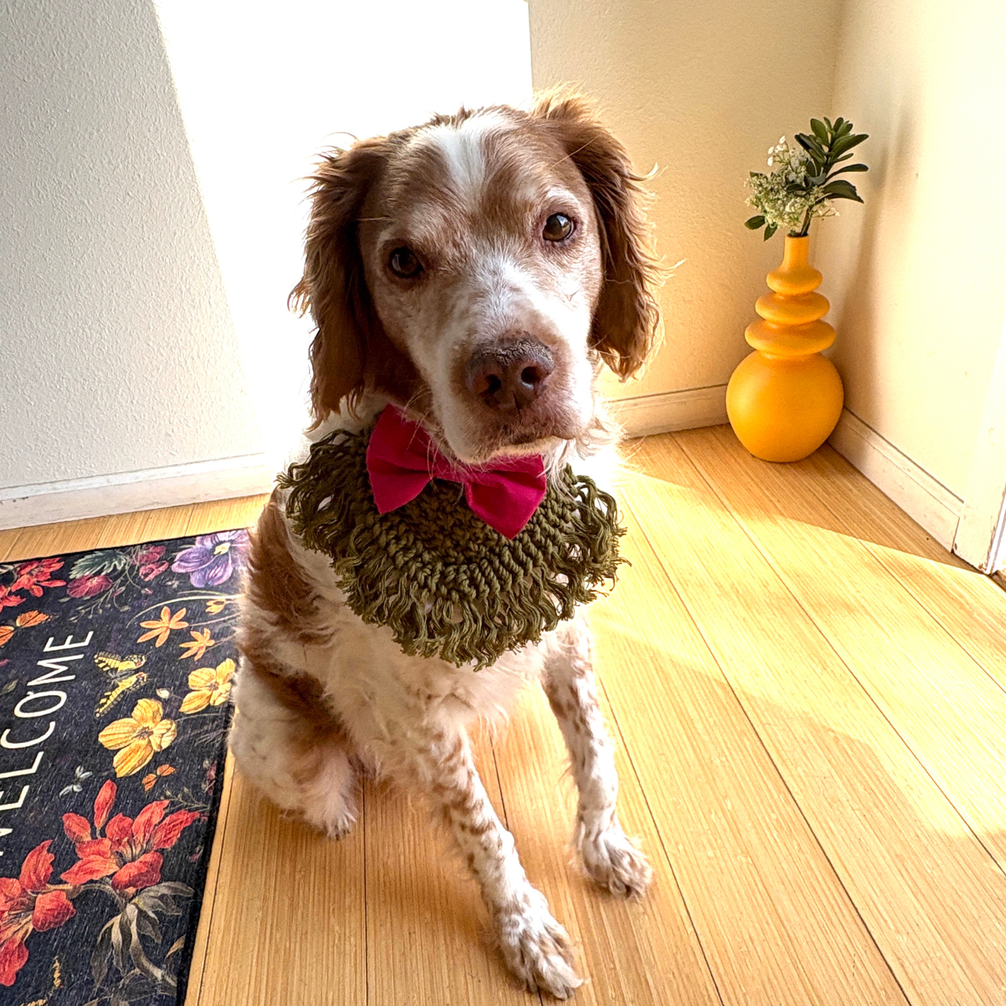 Bandana + Collar Set